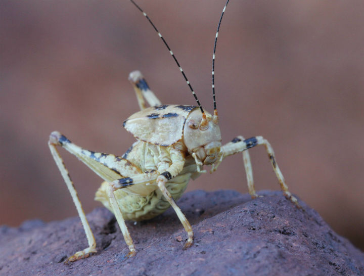 Ovate Shieldback